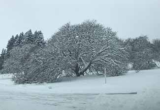 Tree covered in snow