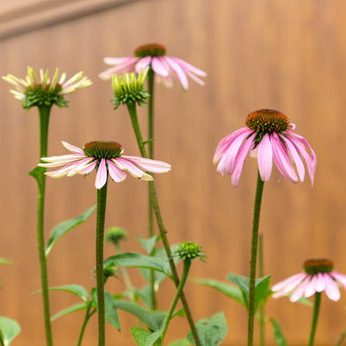 Nature - Coneflower