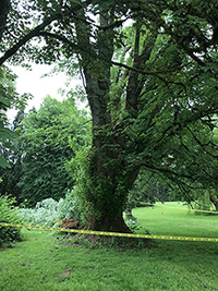 Silver Maple with a dangerous lean