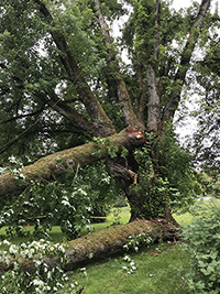 Silver Maple with fallen branches