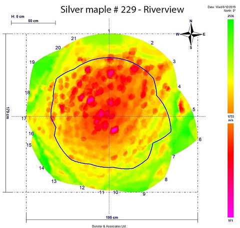 Silver Maple on Riverview lands