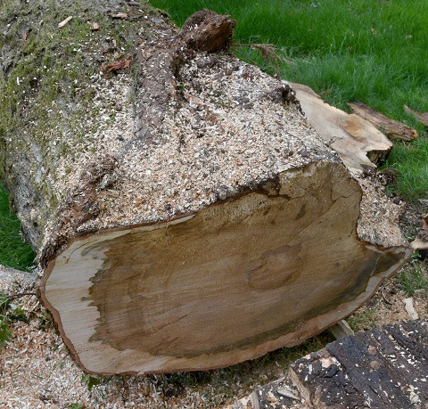 Bottom of cut down Silver Maple tree
