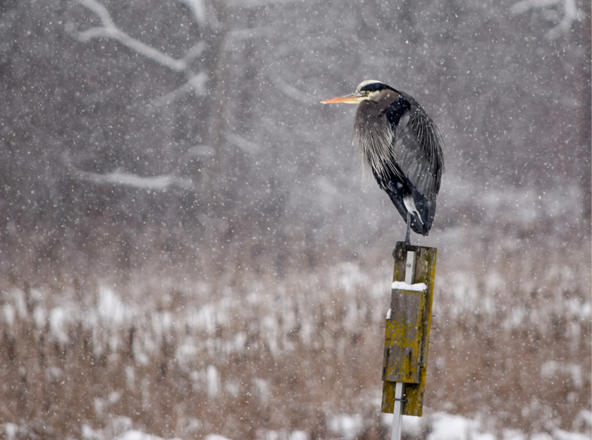 A heron perches on a stump in the snow