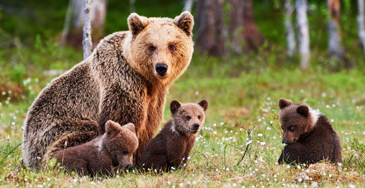 Mother bear and cubs