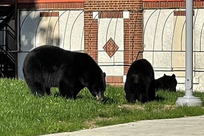 A mother bear and her two cubs exploring a grass patch beside a building at səmiq̓ʷəʔelə.