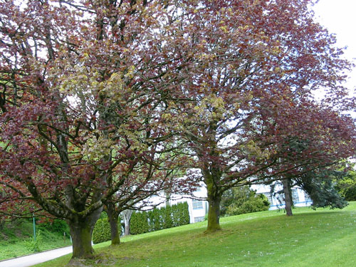 Trees on a lawn with a building and path visible in background