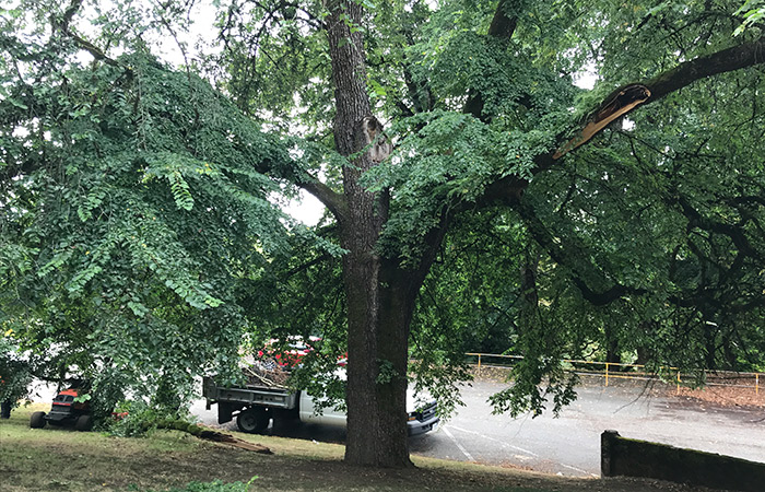 Front view of tree in front of car park at Riverview