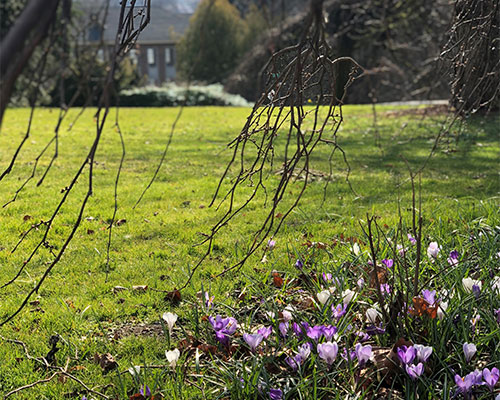 Flowers during Spring