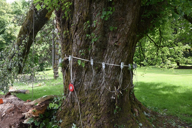 Silver Maple on Riverview lands