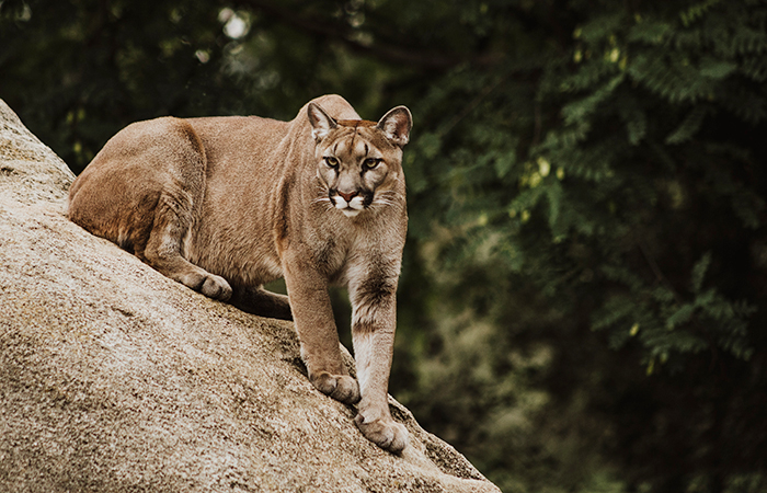 courage perched on a boulder