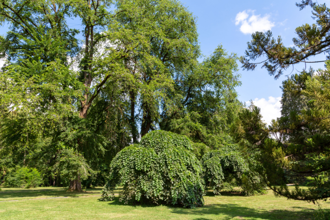 A grouping of trees.