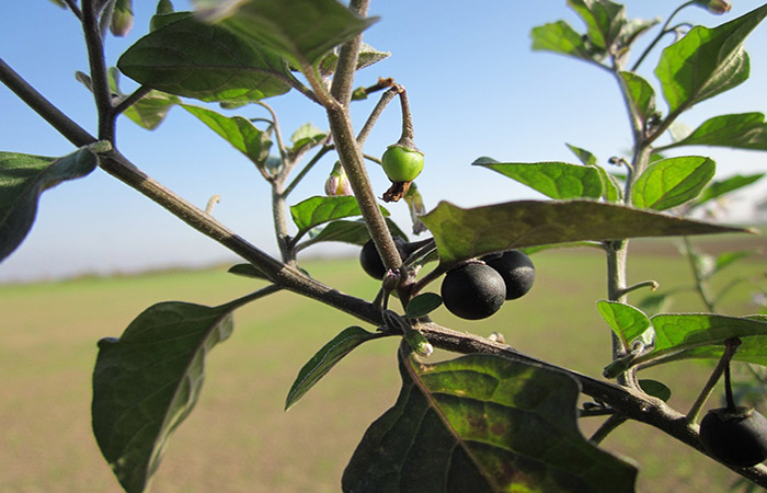 Front view of Black Nightshade plant