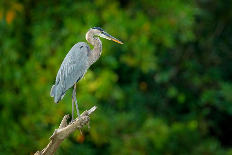 Great blue heron perched on a branch