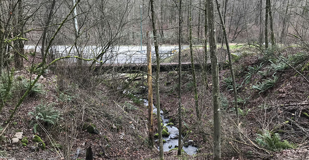 Leafless trees surround a small creek.