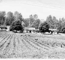 Patients working in the gardens at Essondale 1950s