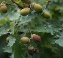 Acorns hanging off a branch