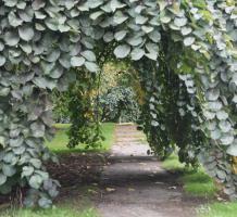 Branches arching over a sidewalk