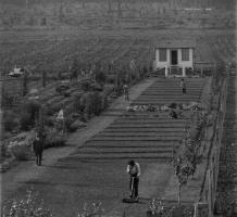 Cutting the grass in the gardens at Essondale 1911-1916