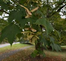 Closeup of leaves on a tree