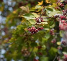 Cluster of red berries