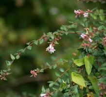 Drooping pink flowers on a branch