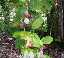 Fall berries hanging on a branch