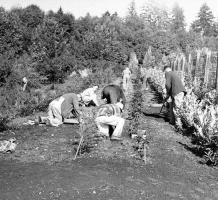 Patients working in Finnies Garden - 1956