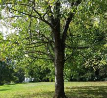 Large tree with green leaves