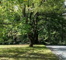 Large trees with green leaves