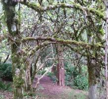 Mossy trees in Finnie's Garden