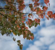 Orange leaves on a branch in the fall