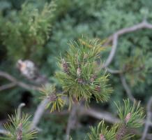 Pine needles on a tree