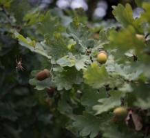 Spider and acorns on an oak tree