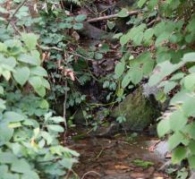 Stream near Finnies Garden