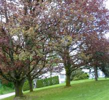 Three trees in a row