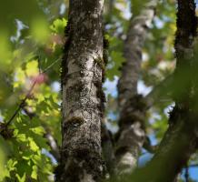 Tree with moss