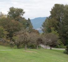 Trees beside the road by the North Lawn building