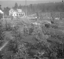 Trees in the botanical garden Essondale (area subsequently known as Colony Farm) 1911-1916