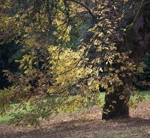 Trees with changing leaves