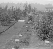 Gardens at Essondale 1911-1916