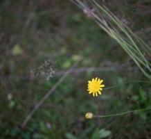 Small yellow flower