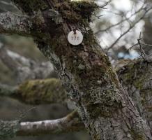 Tree with tag